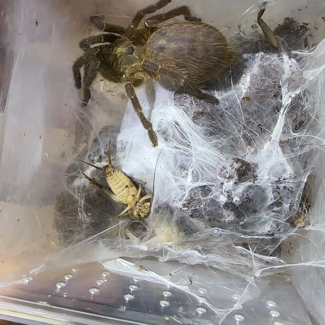 跳蛛难*.姐姐专属—斜角巴布