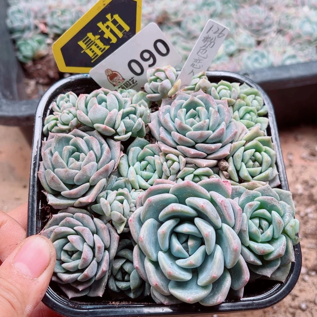 多肉植物多肉植物