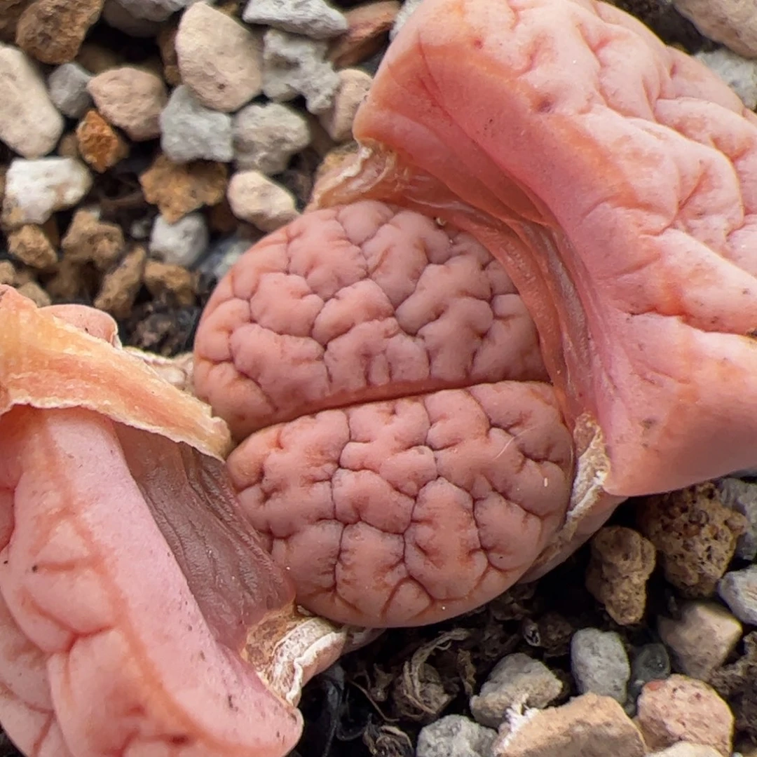 0438号拿铁189 多肉植物