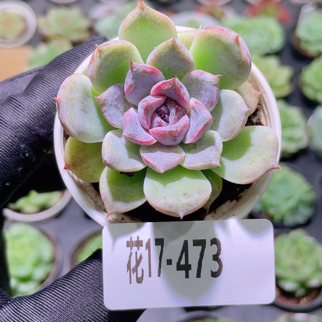 花利美17-473新品