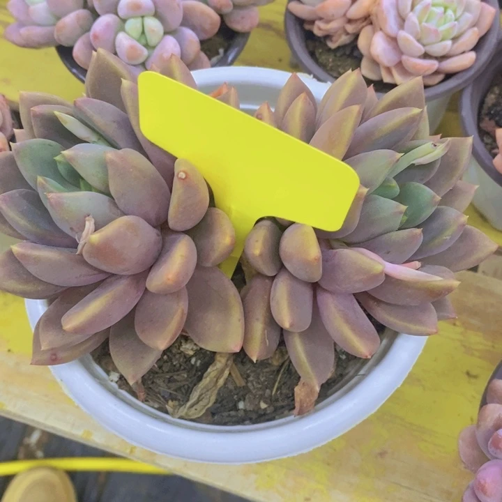 依**心多肉植物，开心多肉