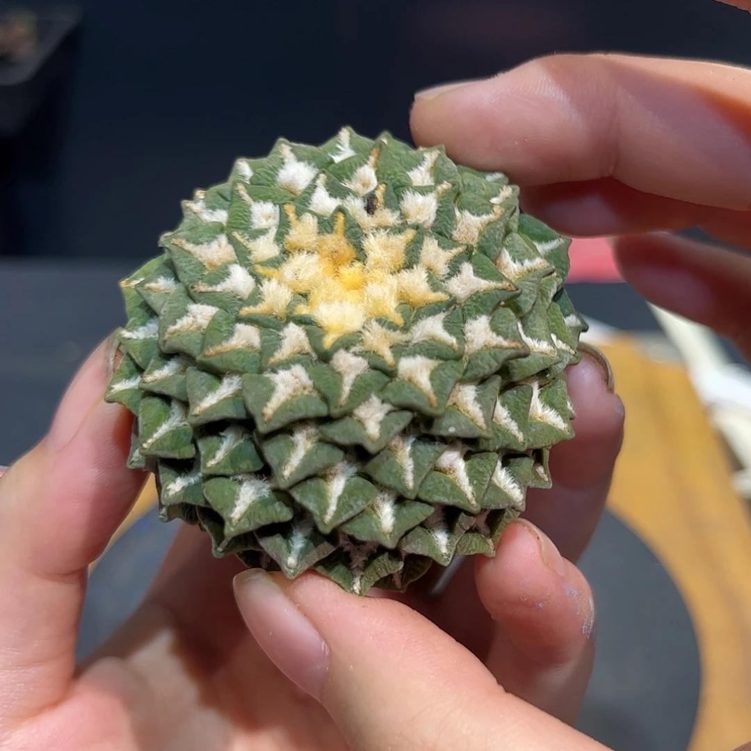 5.5cm无根黑牡丹1颗