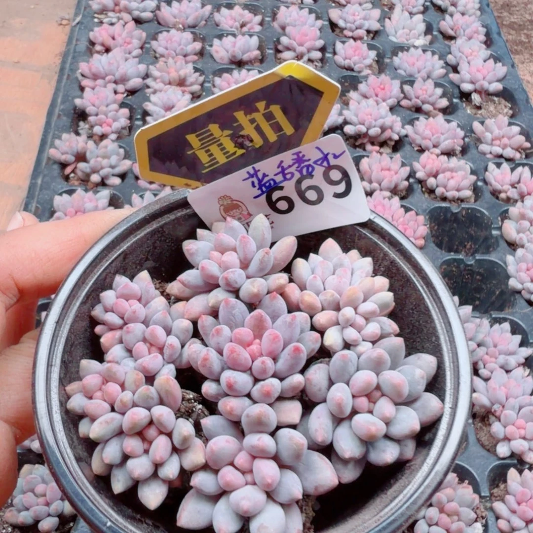 多肉植物多肉植物