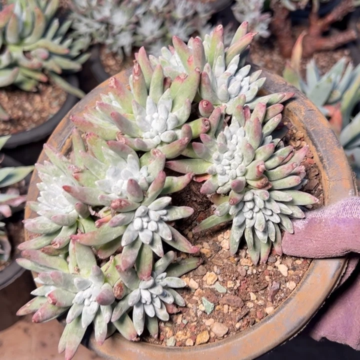 1580海瑟白菊哈哈哈哈哈