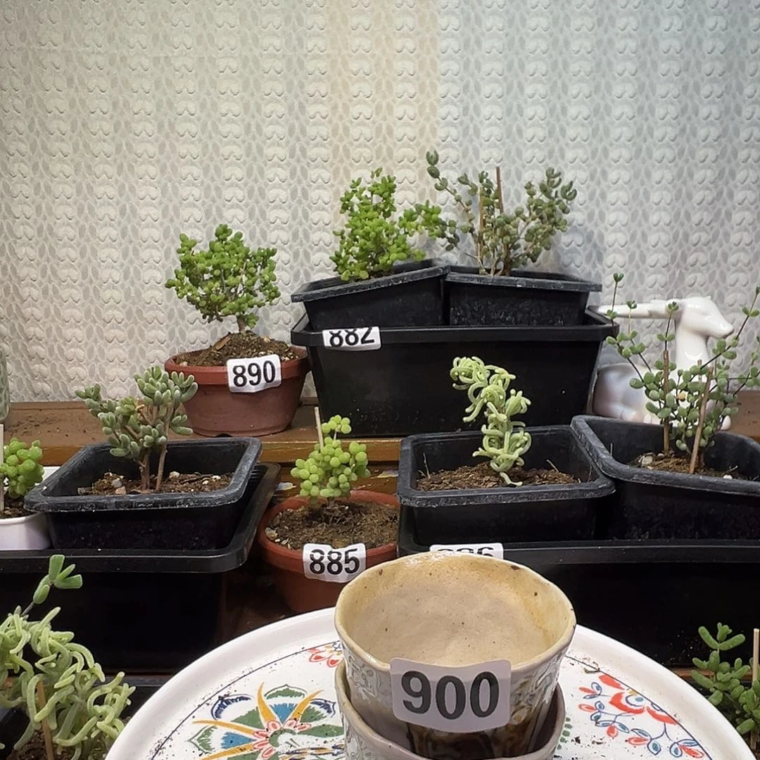 枝干番杏多肉植物小盆900