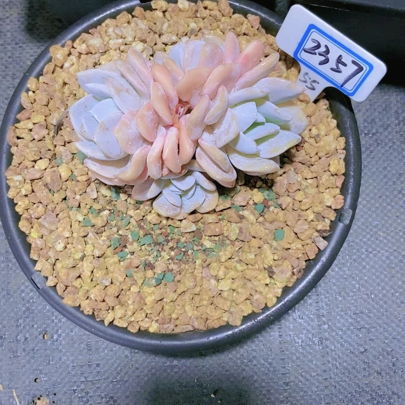 【闪购商品】野*狸2357
