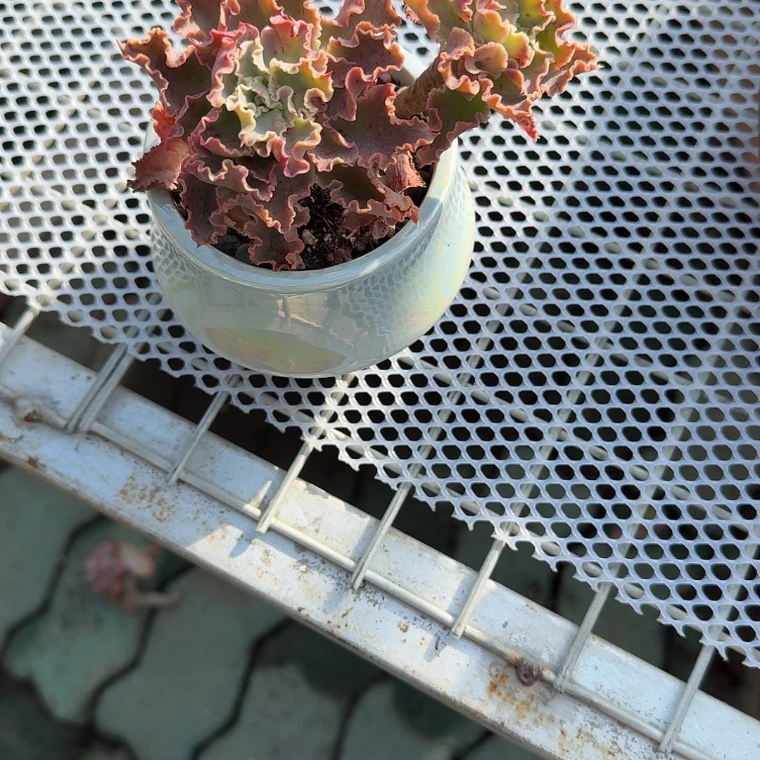 波浪边带盆多肉植物