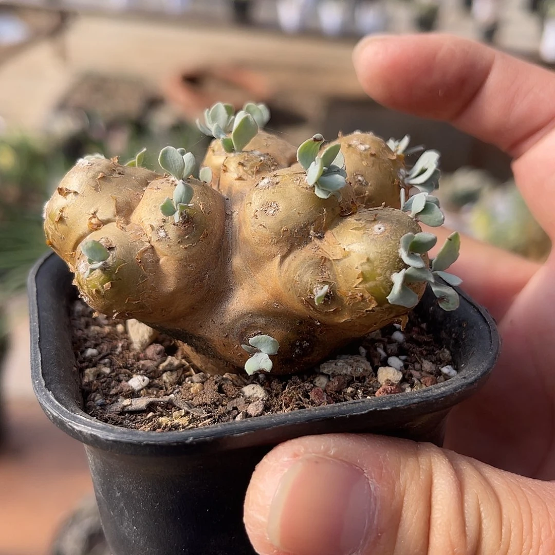 老家产地格加厚敦菊