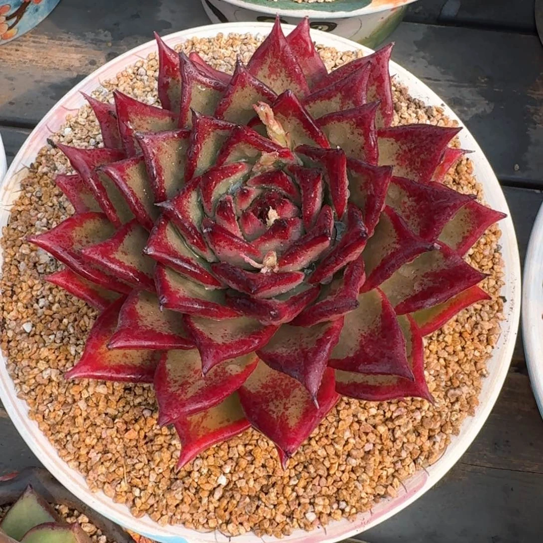 从前慢多肉精选编号0216.209