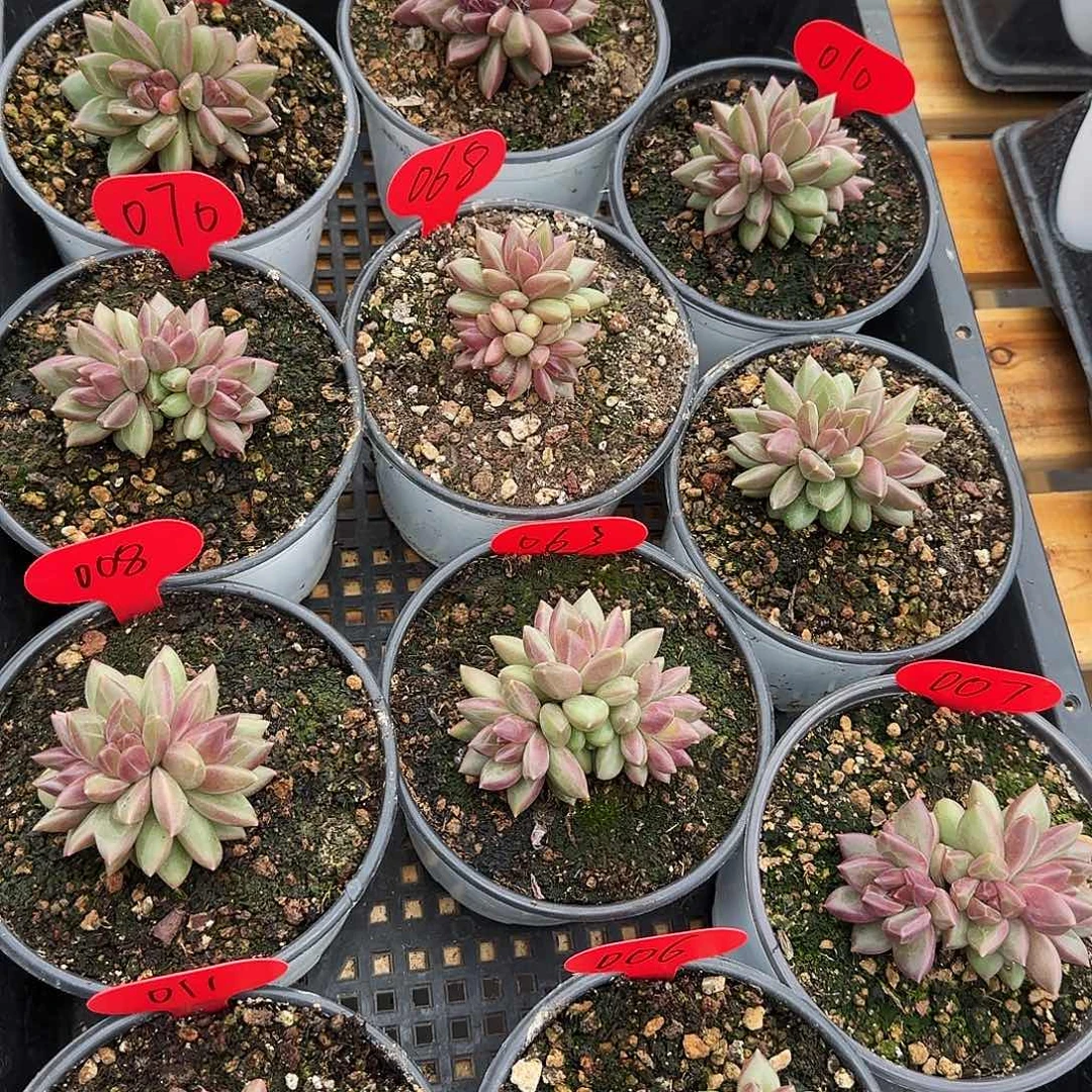 迷雾泡泡三头起发破价福利