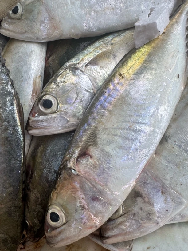 【顺丰直达】北海本港野生白面鱼  花仙鱼速冻锁鲜发货