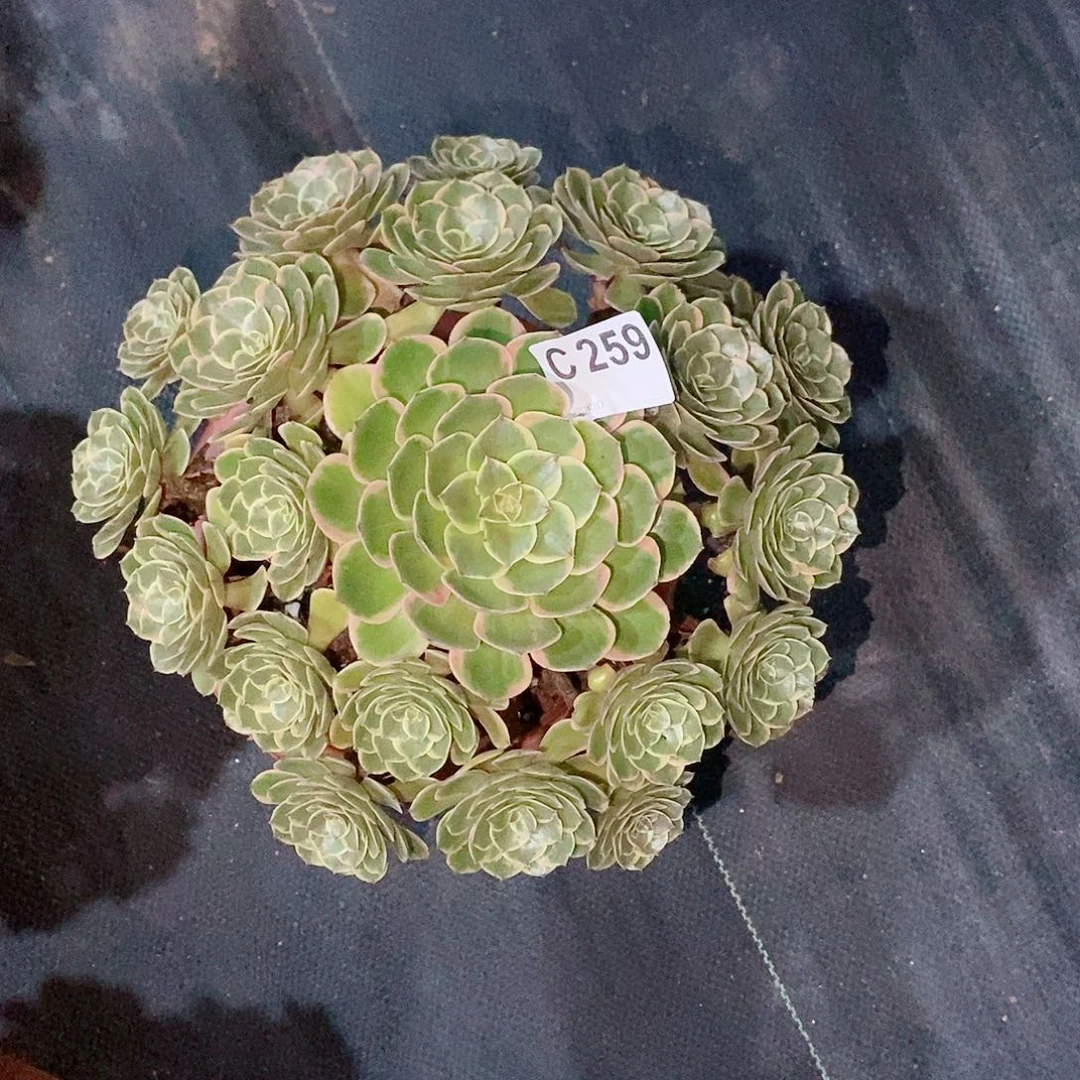 粉花妖259多肉11111