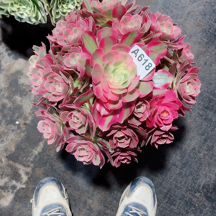 多肉粉女郎法师锦618