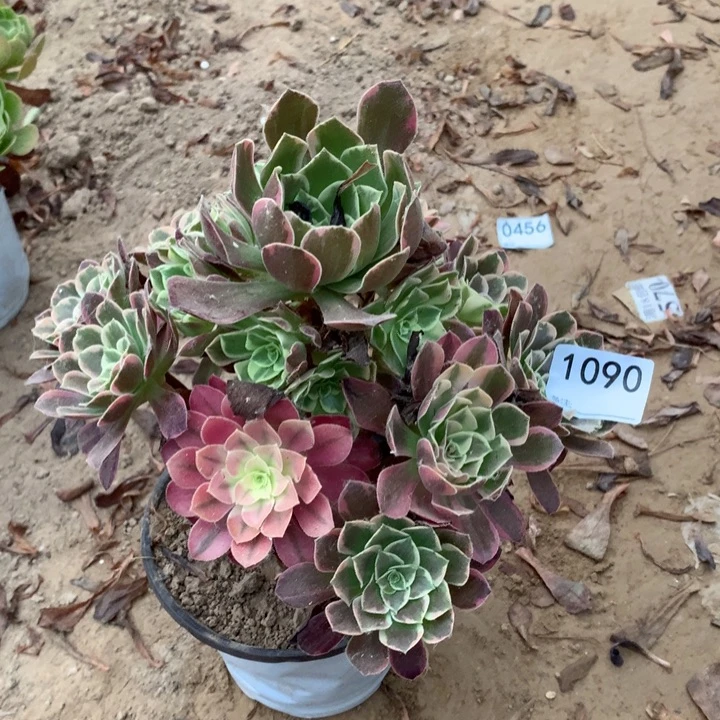 1090金丝雀手捧东