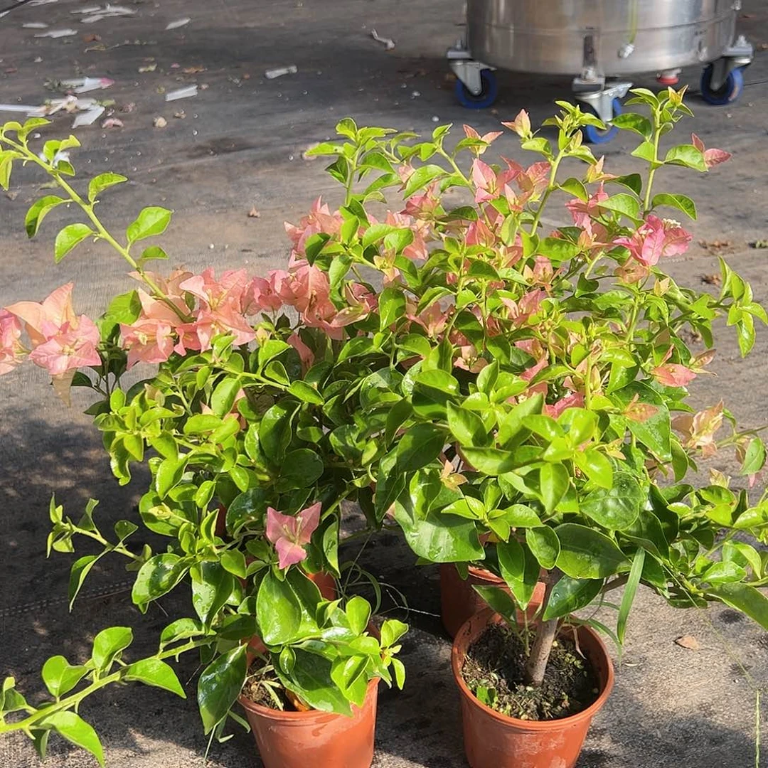 当前无花栽培后可以开花卡雅塔掌中宝一颗