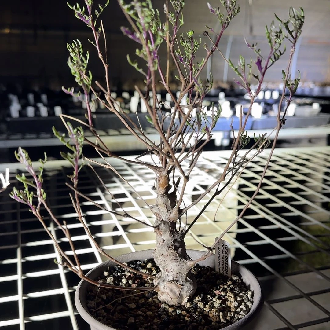 海豚叶厚敦菊带14.5cm盆