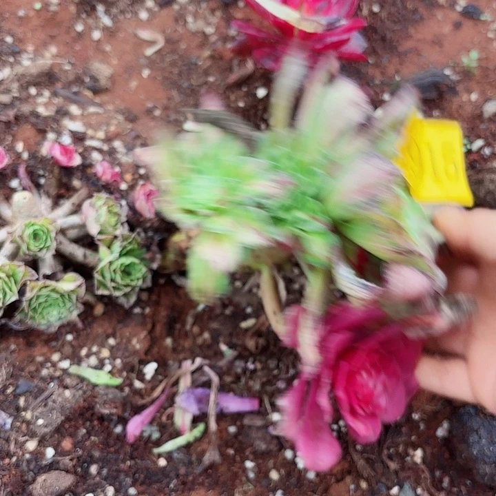 多肉植物知否的0915