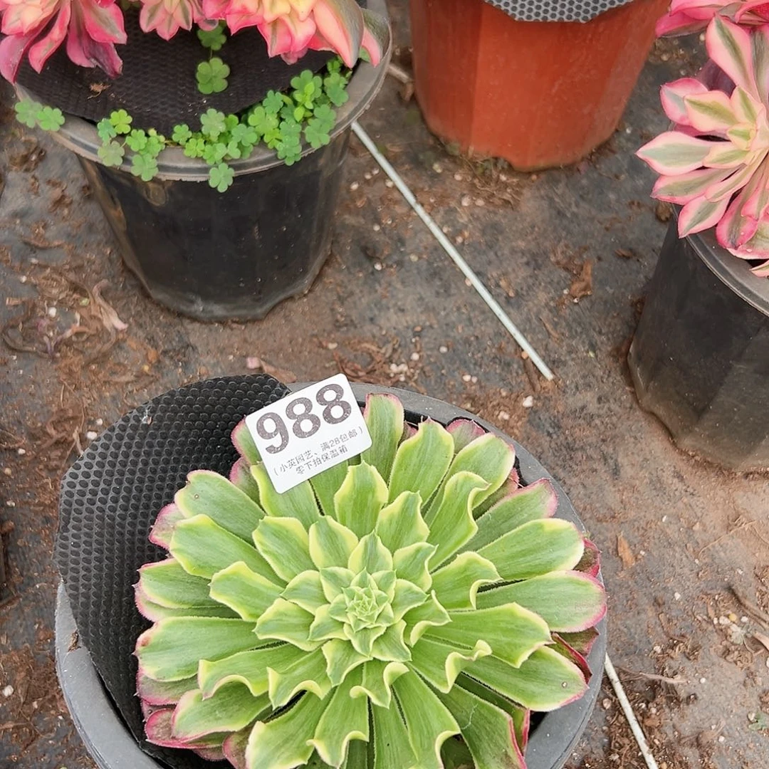 单头波澜988多肉植物