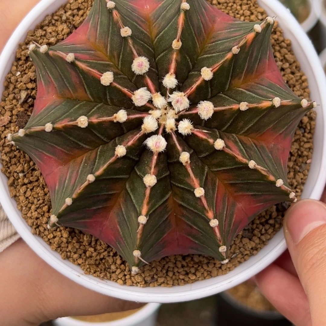 泰系实生豪臀肋骨锦