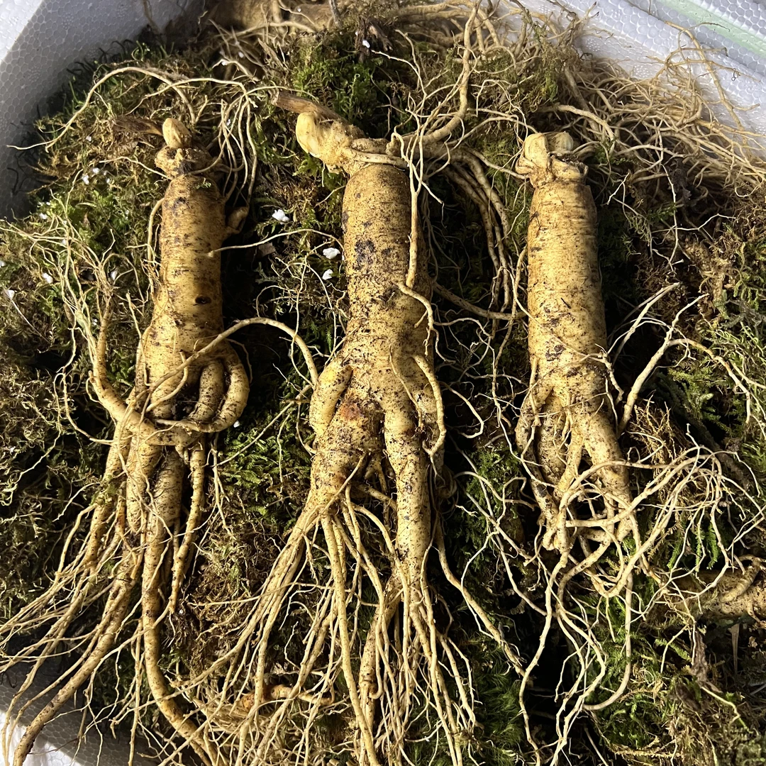 （直播）新鲜 人参  8-10头 散装现称