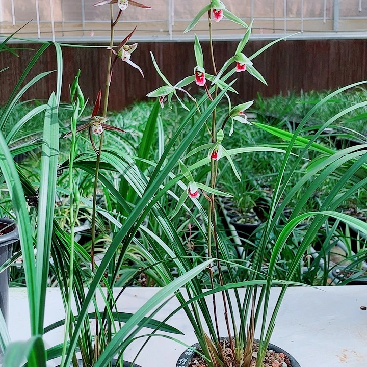 嵘***鸿无花朵一物一漂亮开花