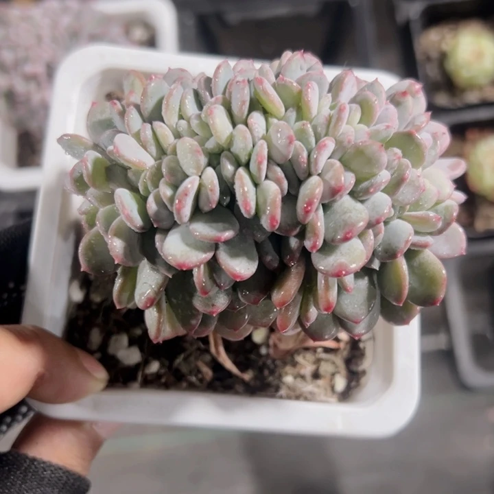 粉珍妮缀化多肉植物