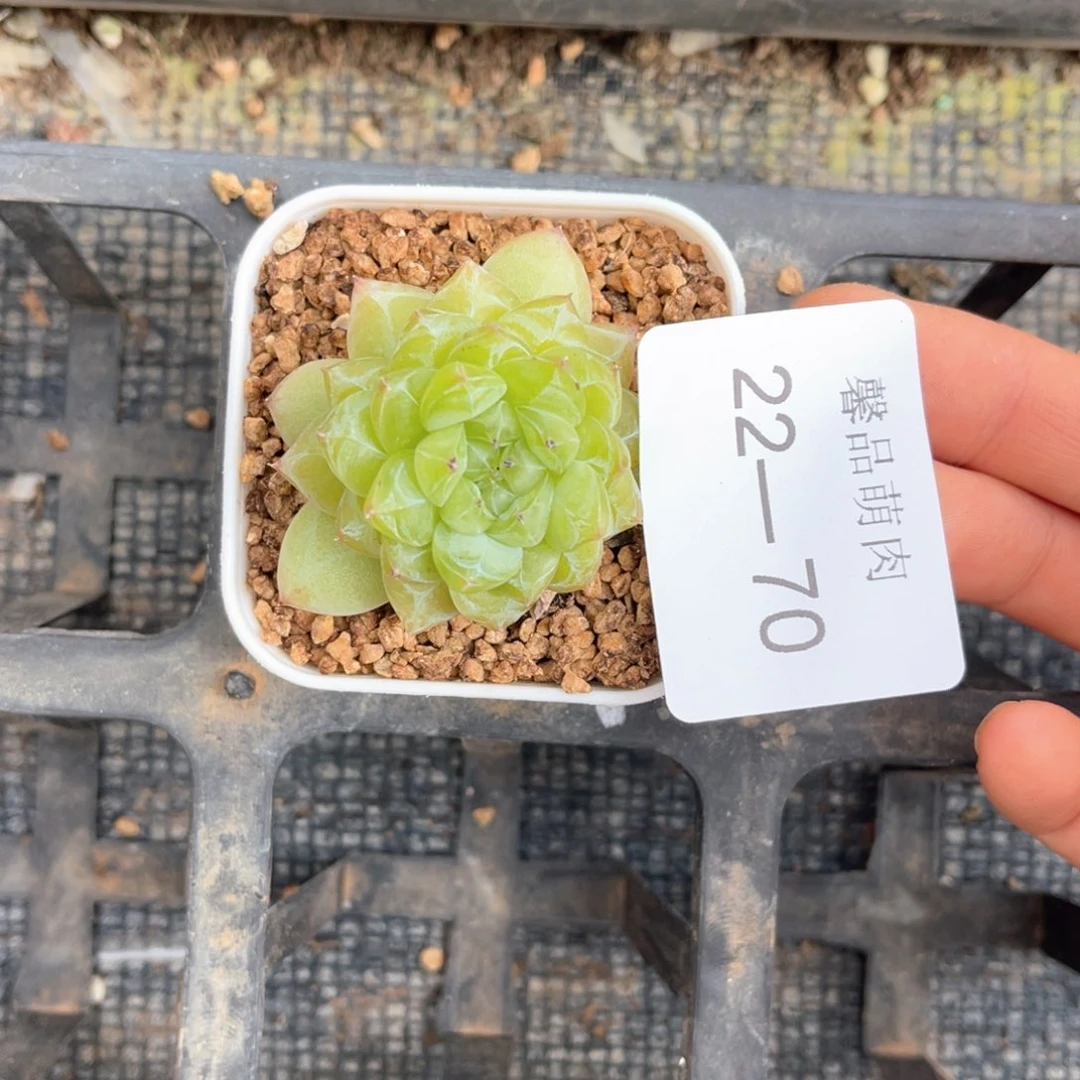 小白盆一物一拍22-70
