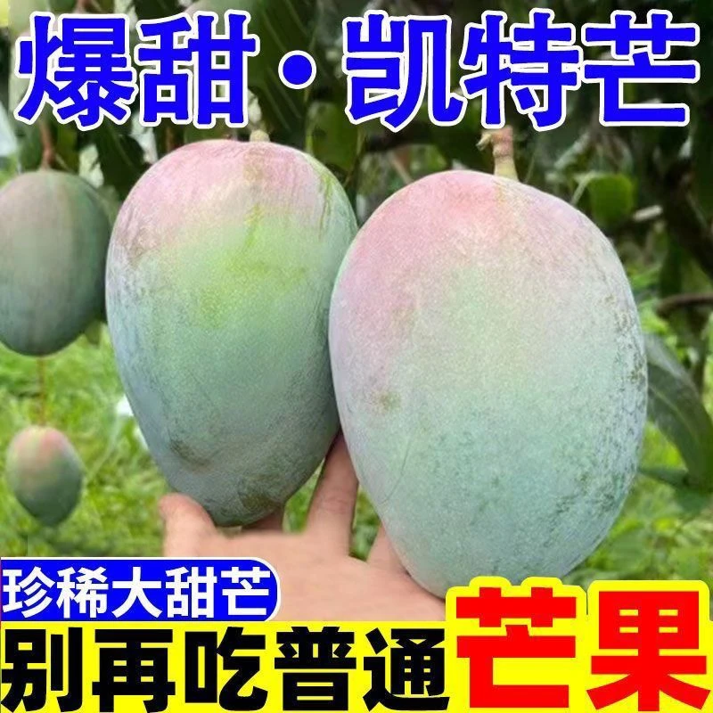 云南潞江凯特芒果新鲜应季水果多汁香味浓