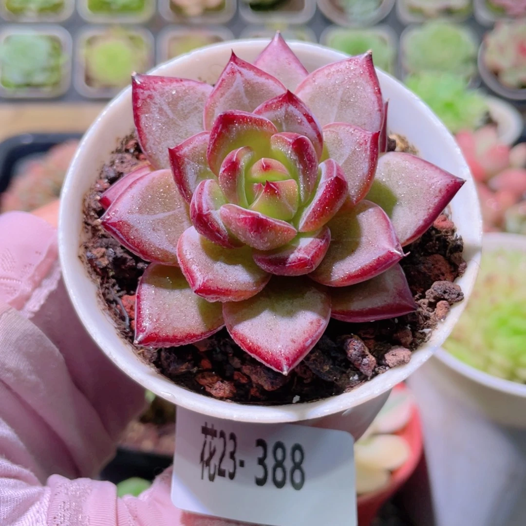 花利美23-388醉霞