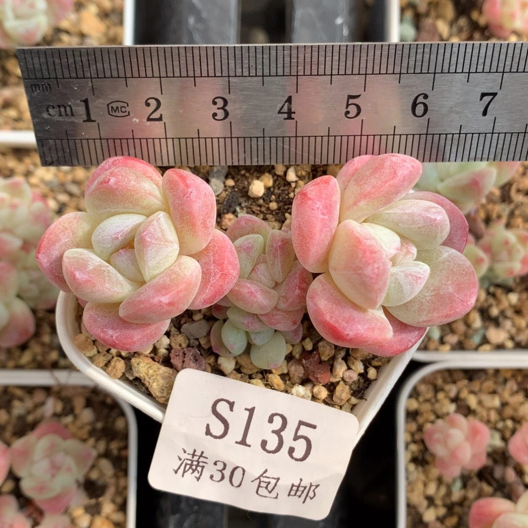 135。小脸糖心冰玉四头。