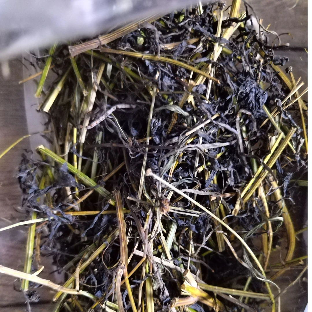 鬼针红茶，来自峨眉山顶无污染的仙草店主亲自清洗和炒制养生佳品
