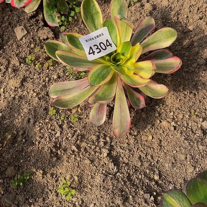 4304红魔女多肉植物