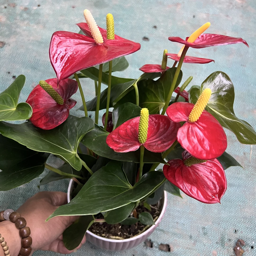 阿罗哈红掌桌面绿植花卉带花发货半水半土