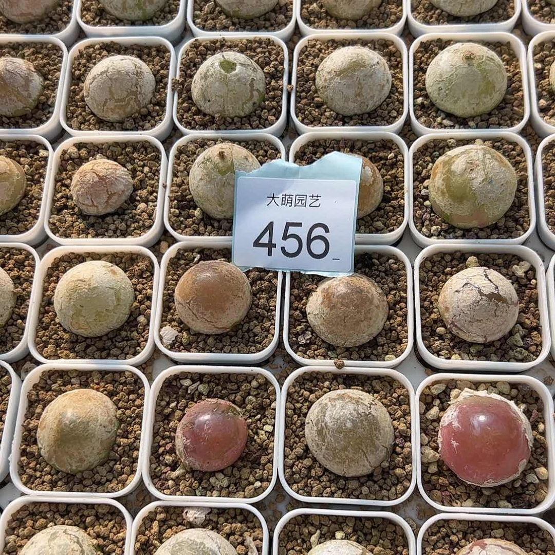 0000456量拍大灯泡1颗尺寸不低于2.0脱土发