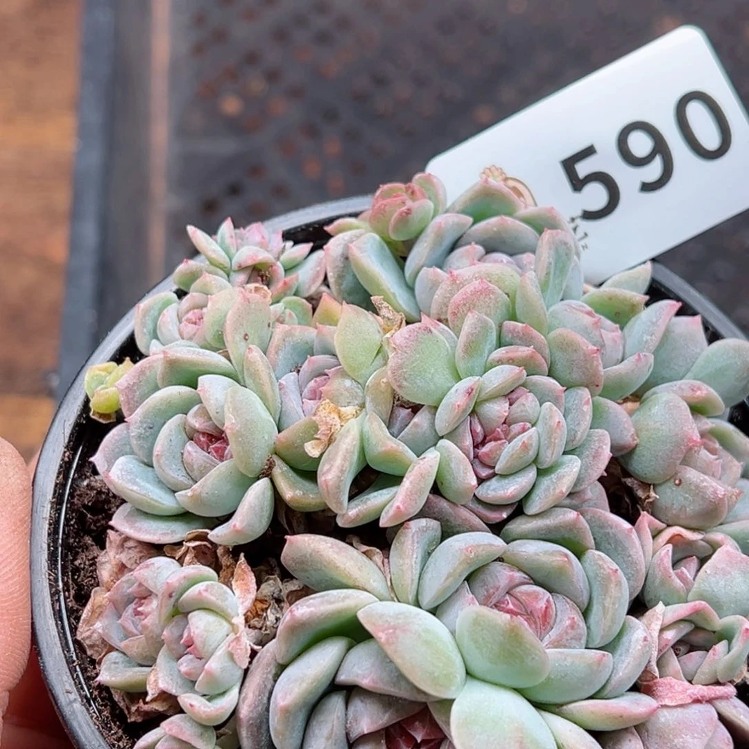 多肉植物多肉植物