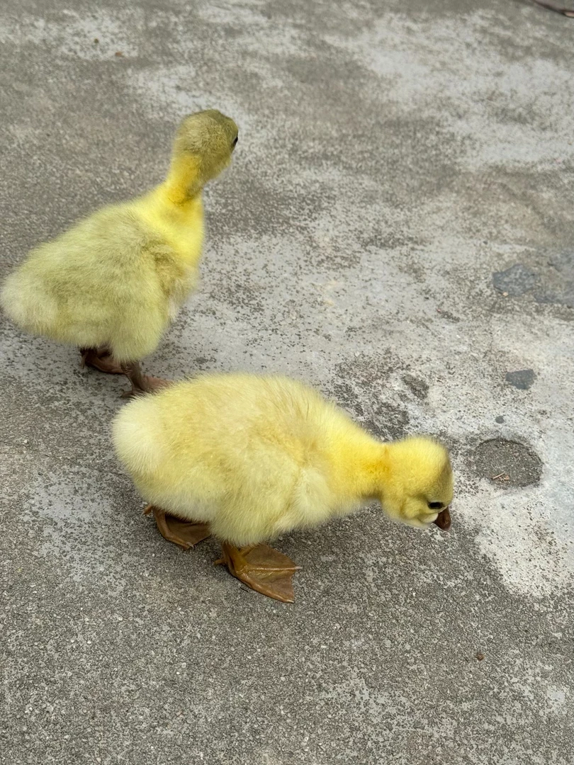 2只装异色狮头鹅肉鲜美肉鹅