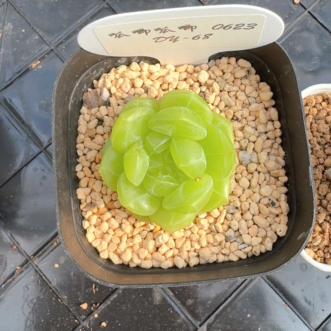 0623-68-玉露珍妮单头