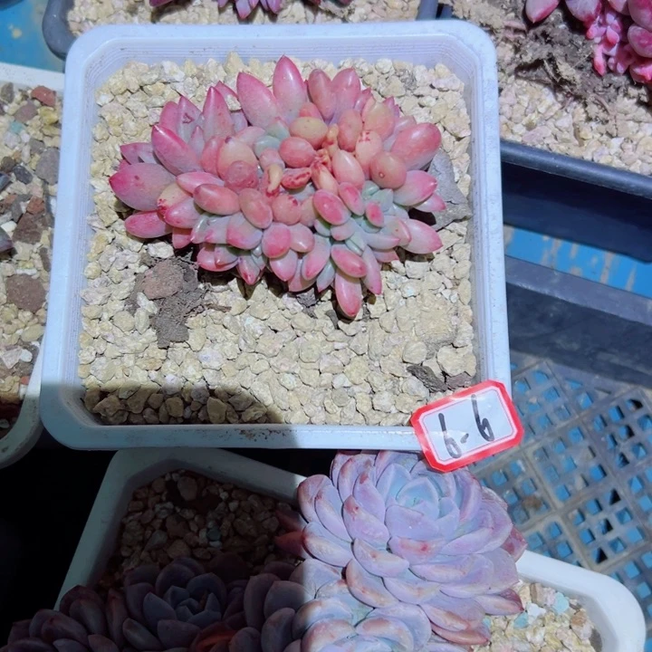 小**新精品多肉植物老桩