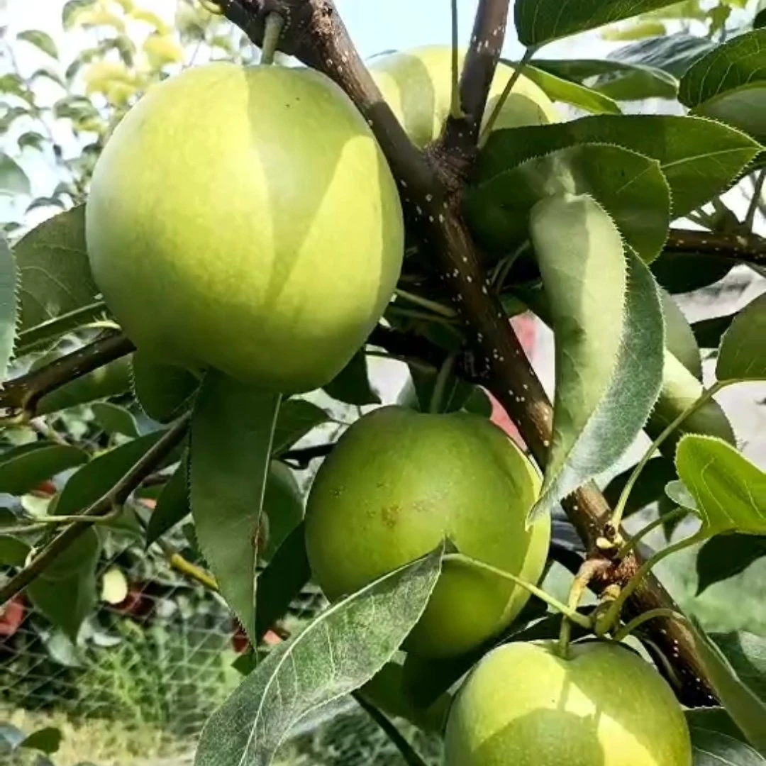 邓州特产酥脆一号梨5斤包邮