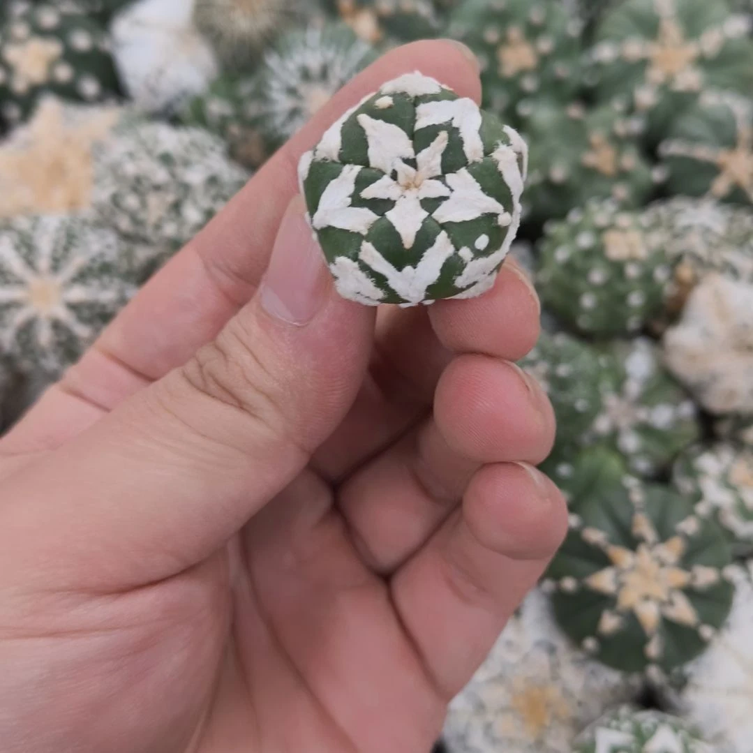 五角星宽v圣诞琉璃V兜兜