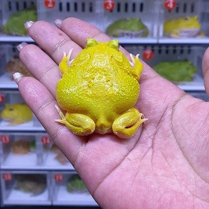 角蛙恭喜发财大吉大利