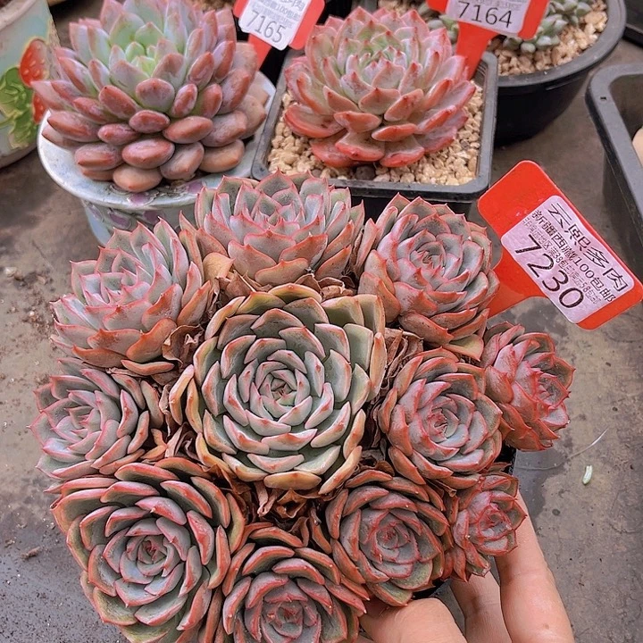 7230艾格利亚。