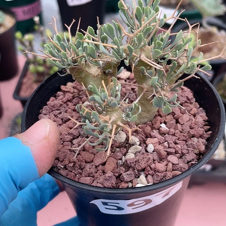597黑鬼殿厚墩菊块根