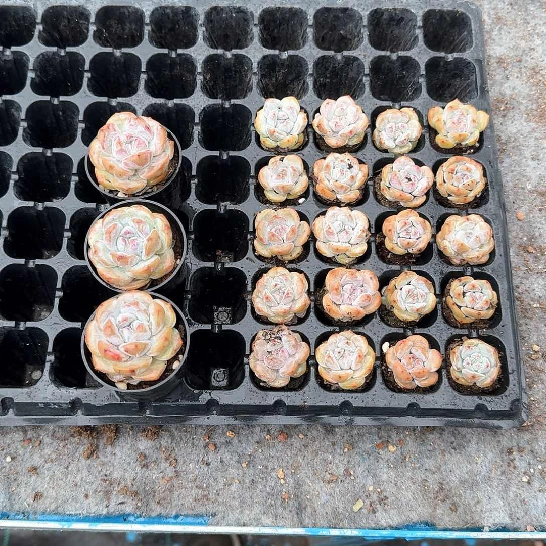 Cs一物一拍专拍链接