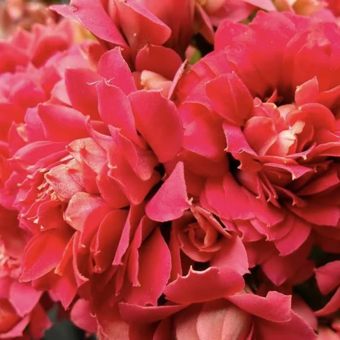 红酒110盆红色大花