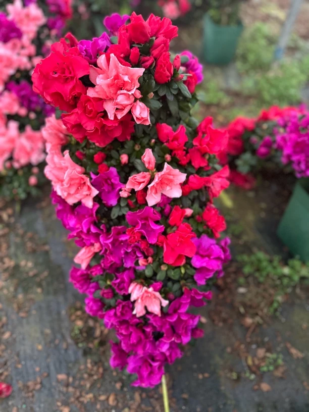 杜鹃盆景造型多色杜鹃凤尾悬崖造型一年四季开花