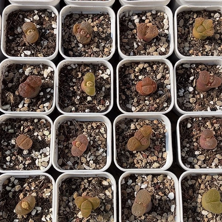 脱土发，满28包邮。风铃12颗191