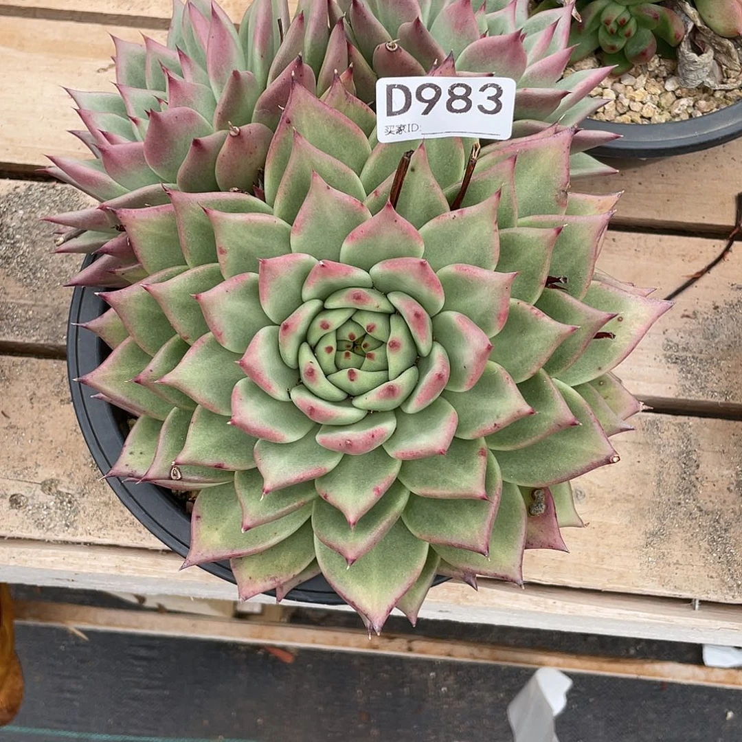 若如东云组拍D983