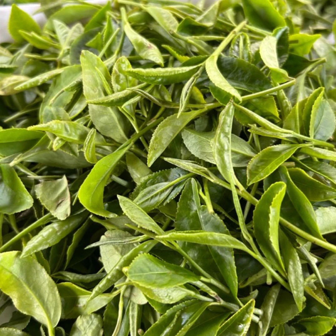 2025年日照绿茶秋茶浓香栗香浓郁沙口老茶客（白露茶）