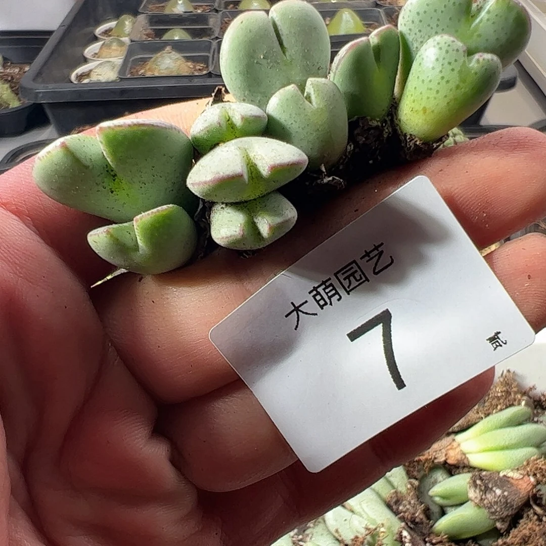 一物一拍。      7